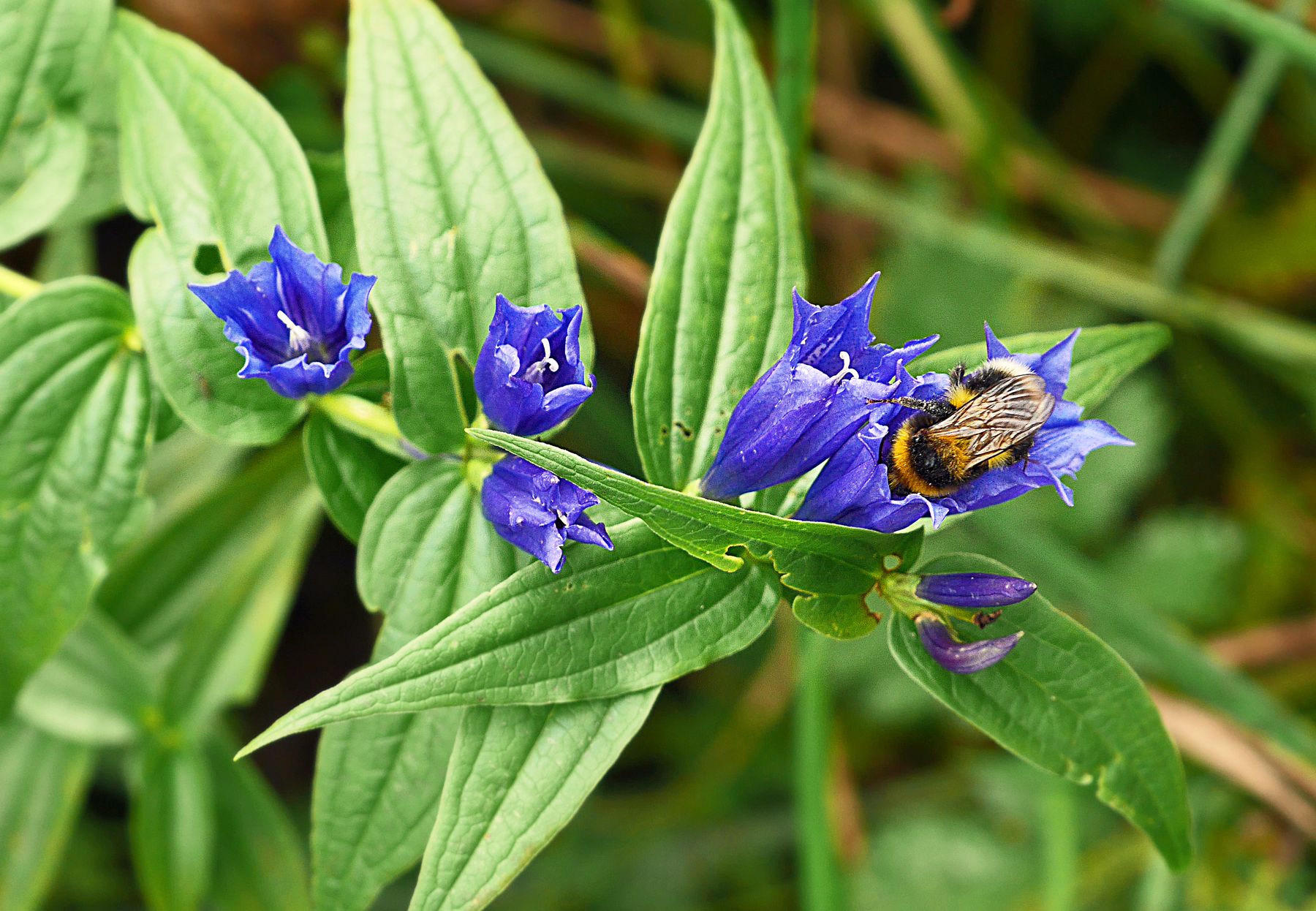 22.september_laubenstein_hummel_an_schwalbenwurz-enzian.jpg